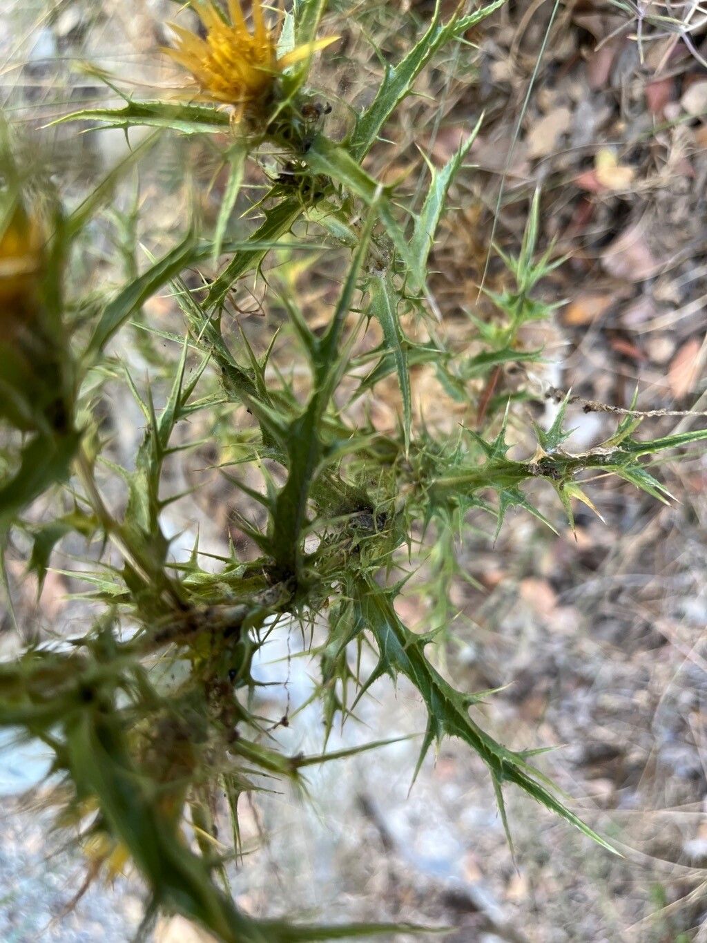 Carlina curetum — search result for 'Carlina'