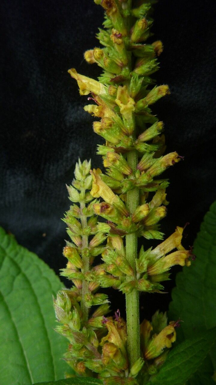 Elsholtzia flava flower