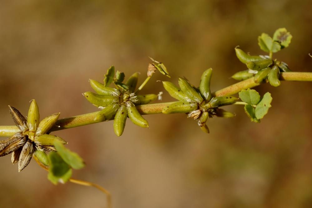 Trigonella stellata fruit