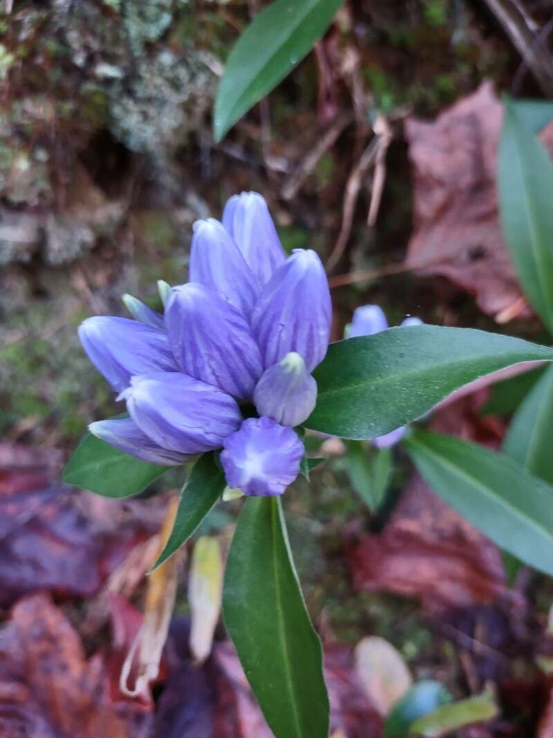 Gentiana andrewsii — search result for 'Gentianaceae'