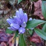 Gentiana andrewsii