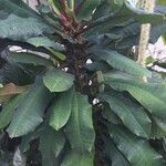 Euphorbia leuconeura