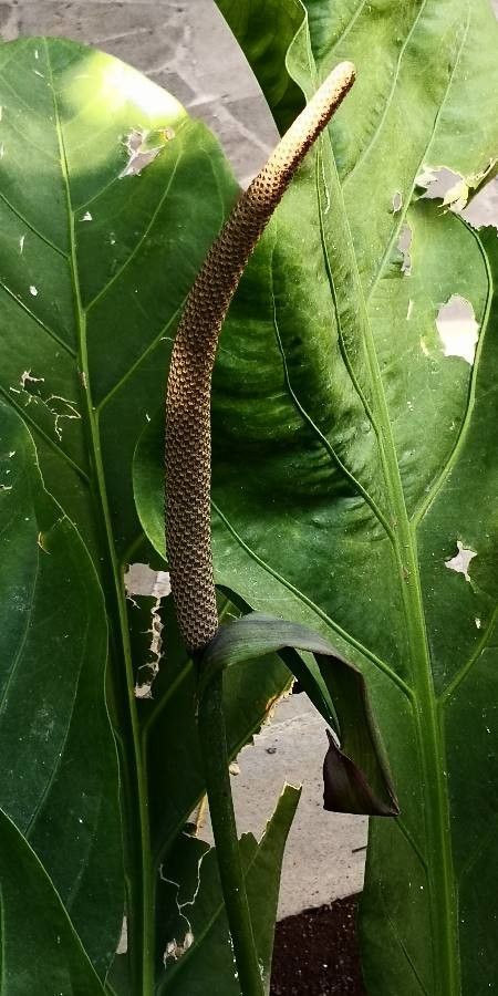 Anthurium schlechtendalii flower