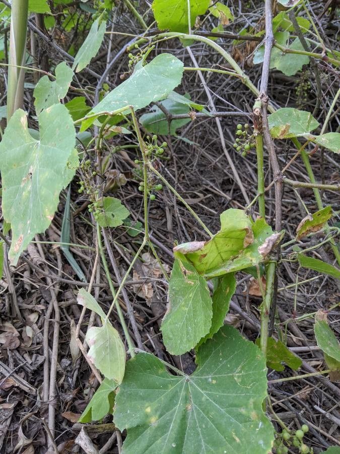 Vitis girdiana fruit