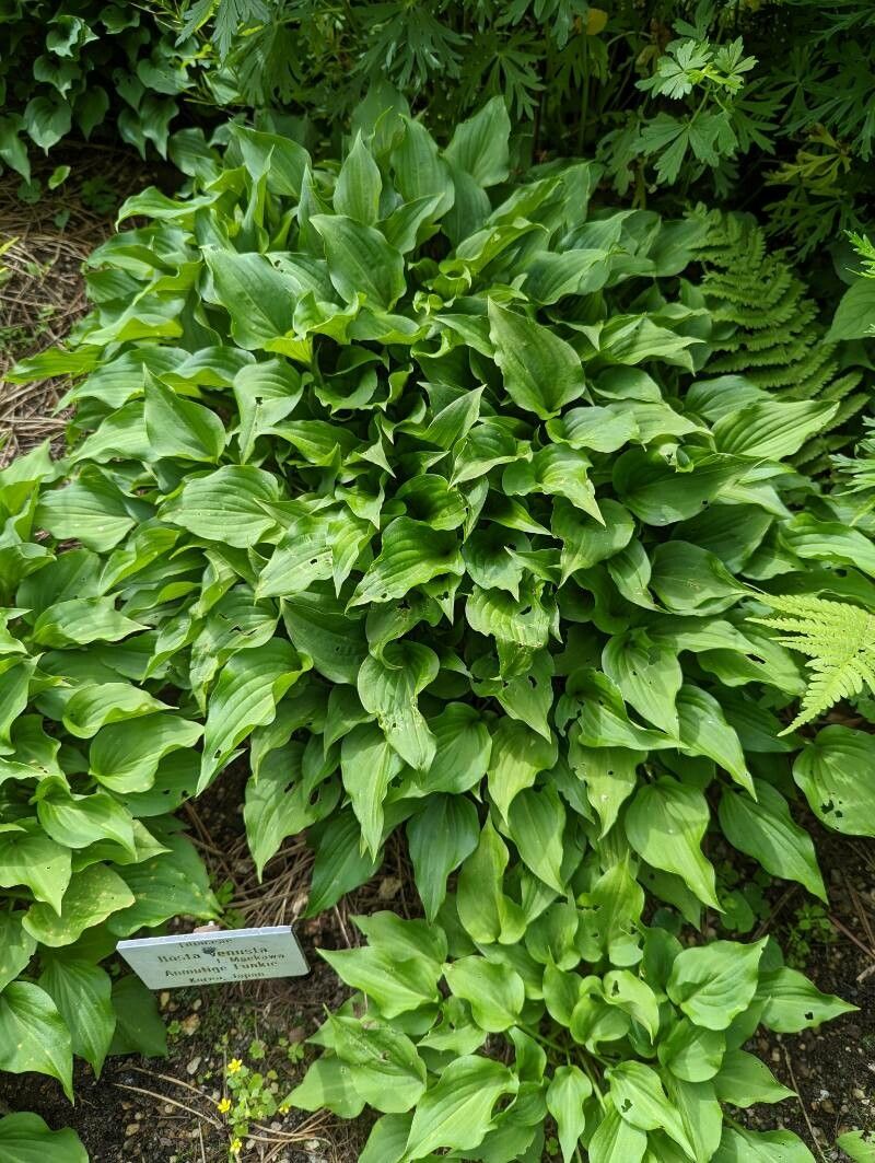 Hosta venusta leaf