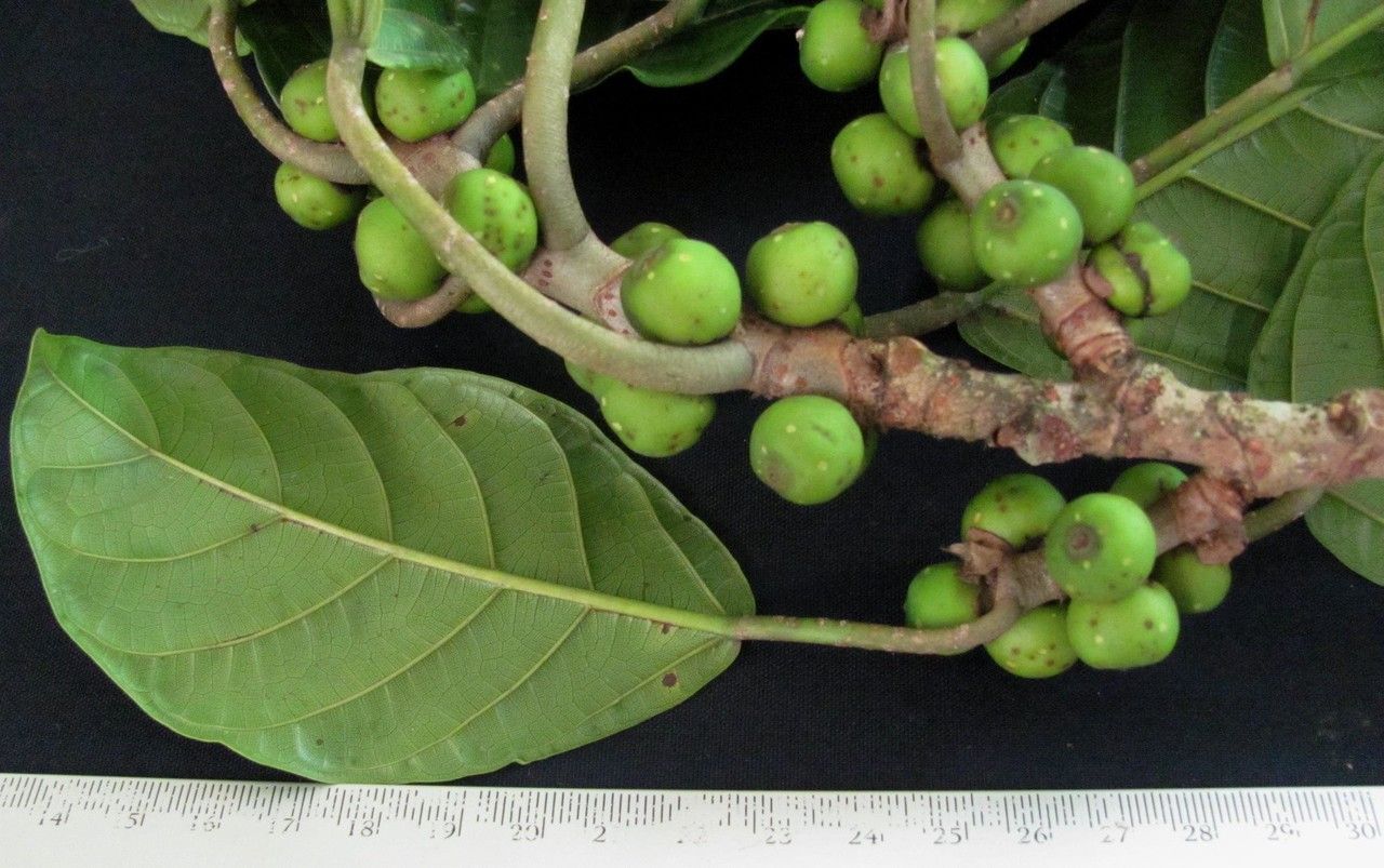 Ficus brevibracteata fruit