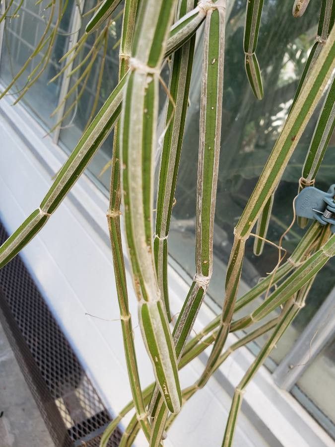 Cissus adeyana — related species from the same genus