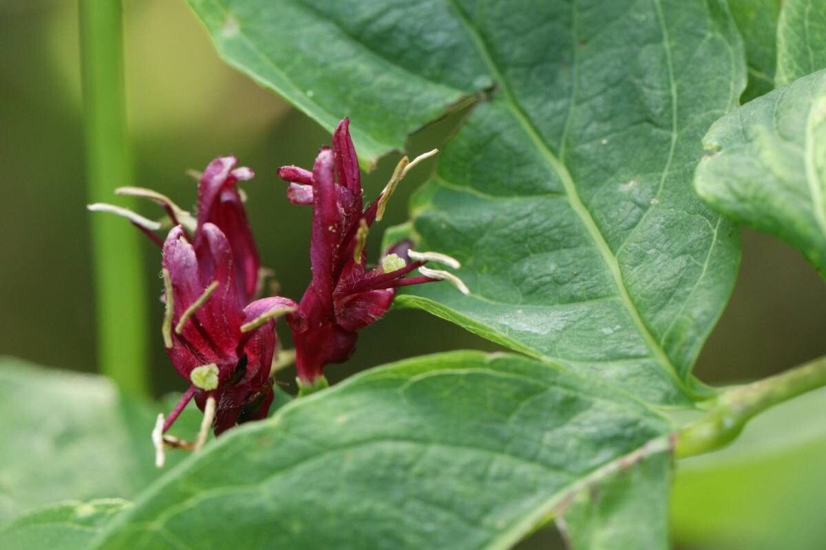 Lonicera chamissoi — search result for 'Lonicera'