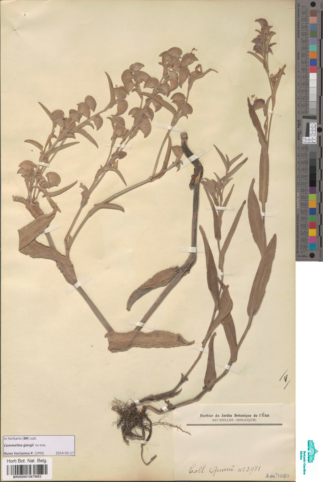 Commelina giorgii — search result for 'Commelina'