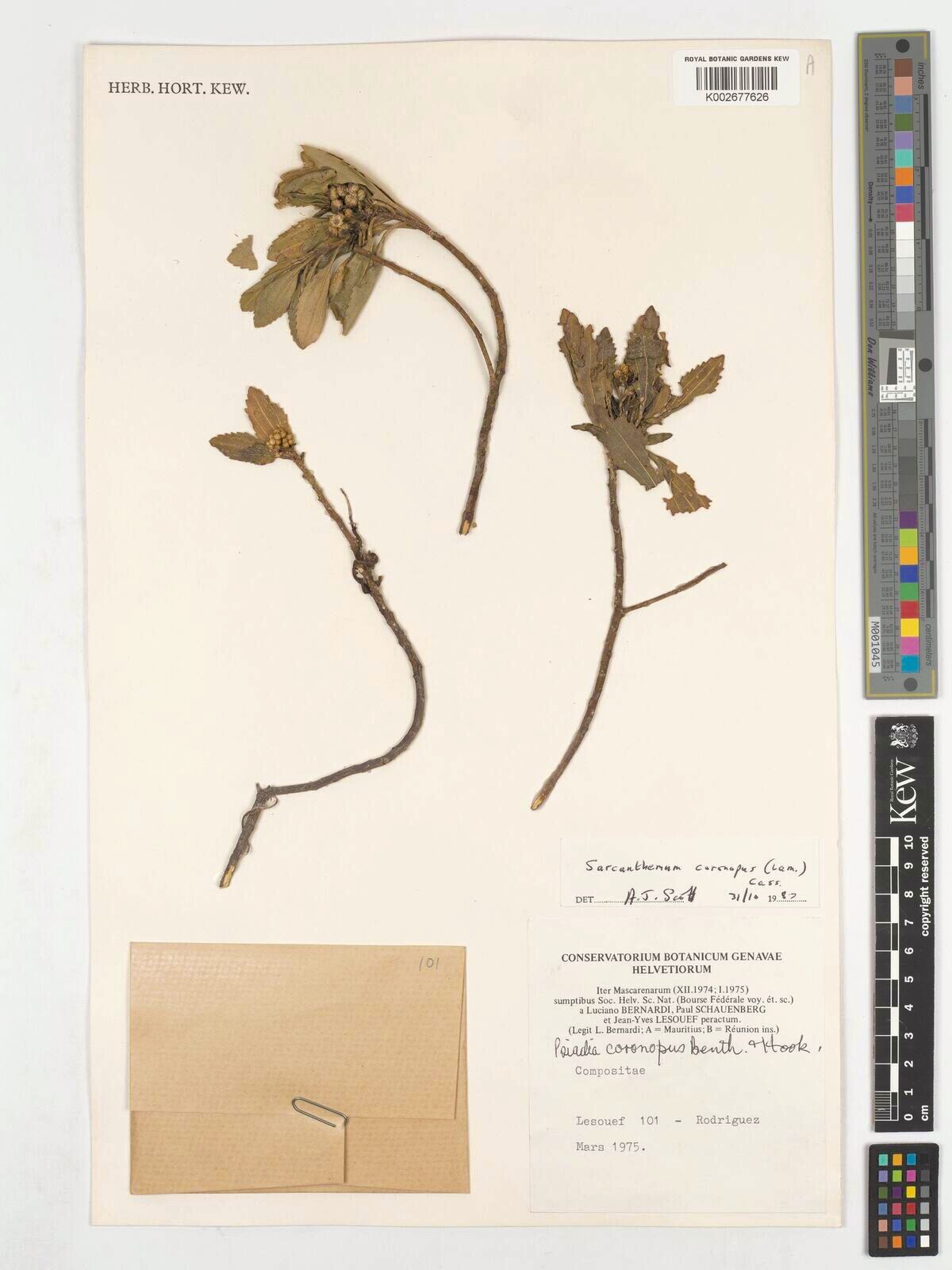 Sarcanthemum coronopus — houseplant care guide