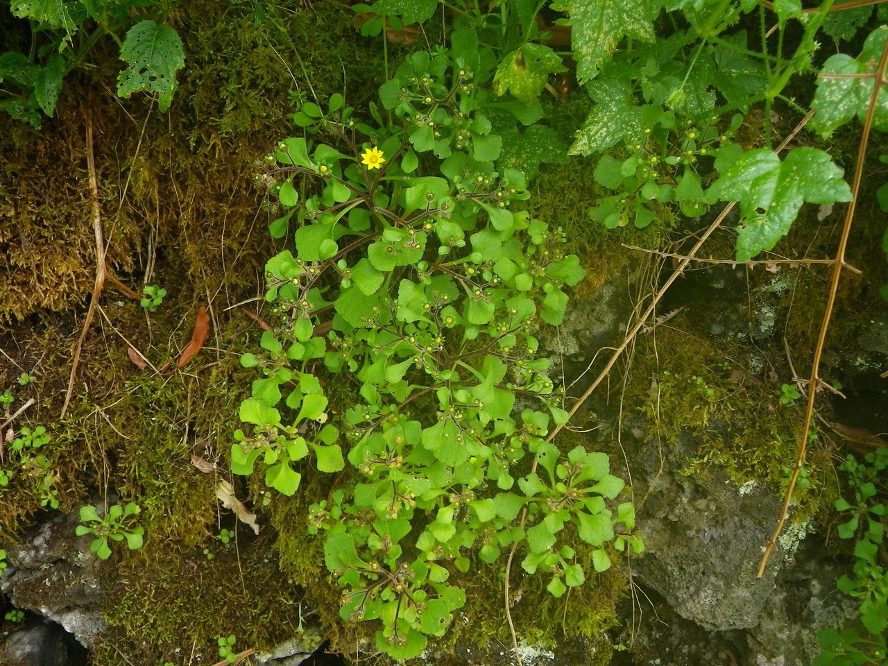 Aichryson punctatum habit