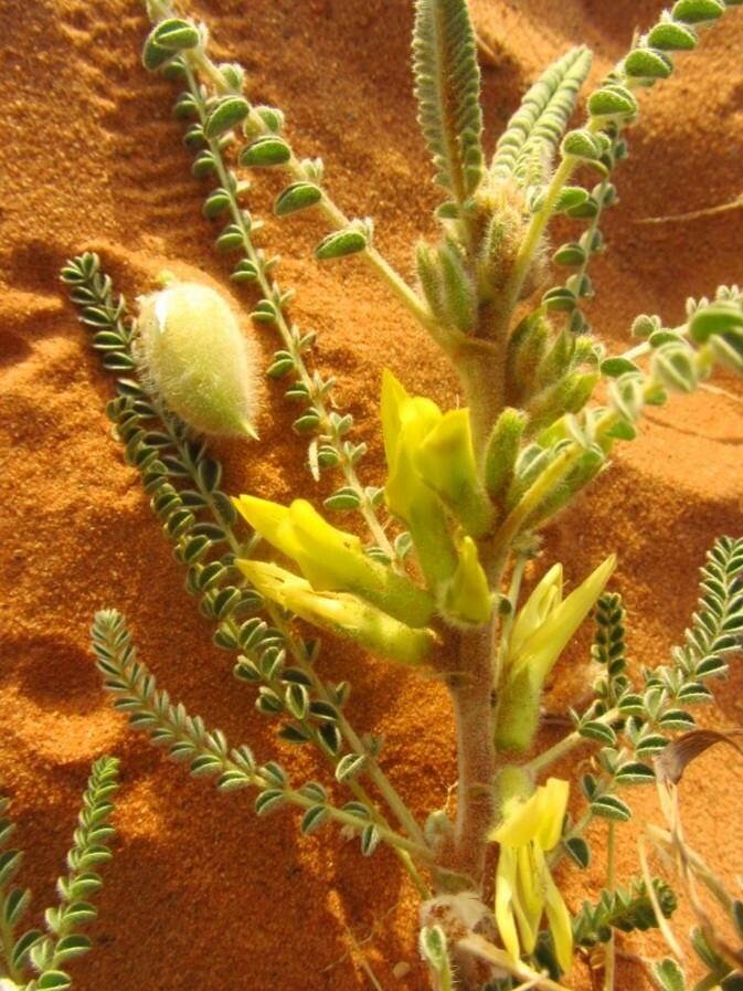 Astragalus gombo flower