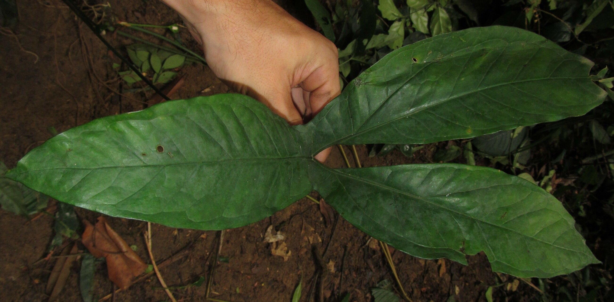 Nephthytis poissonii leaf