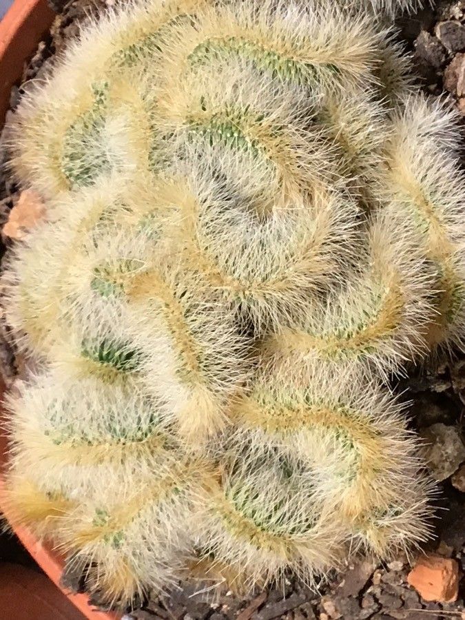 Pilosocereus leucocephalus — search result for 'Pilosocereus'