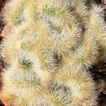 Pilosocereus leucocephalus