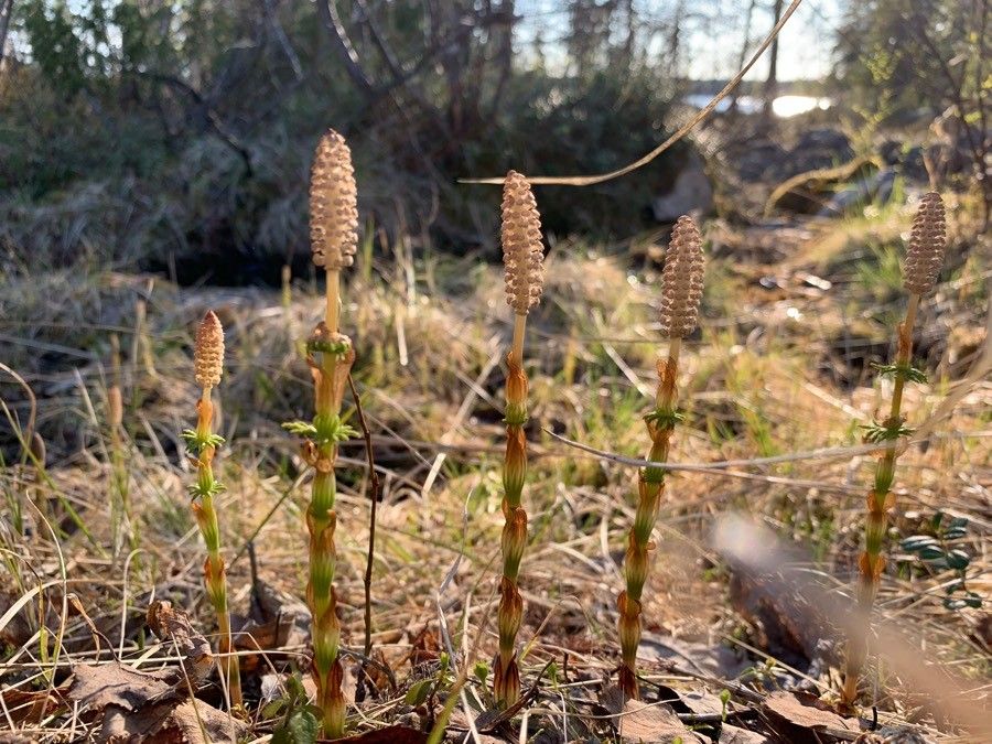 Equisetum sylvaticum flower