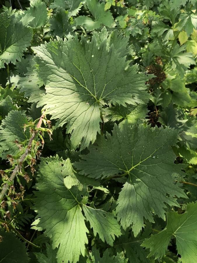 Ligularia wilsoniana leaf