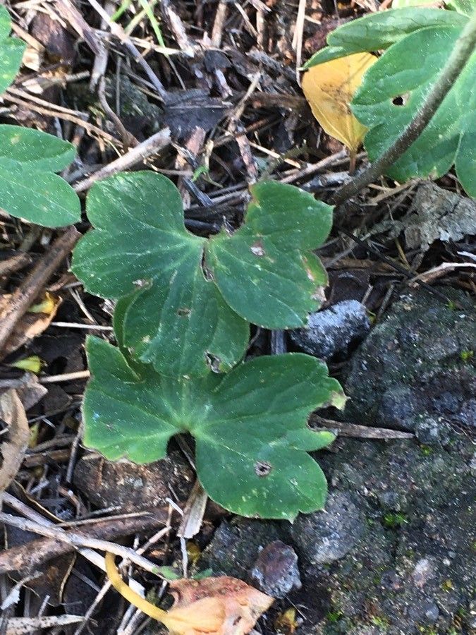 Anemone hortensis — search result for 'Anemone'