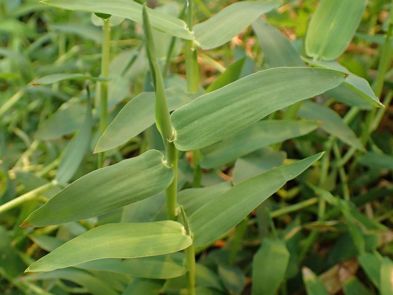 Hygroryza aristata habit