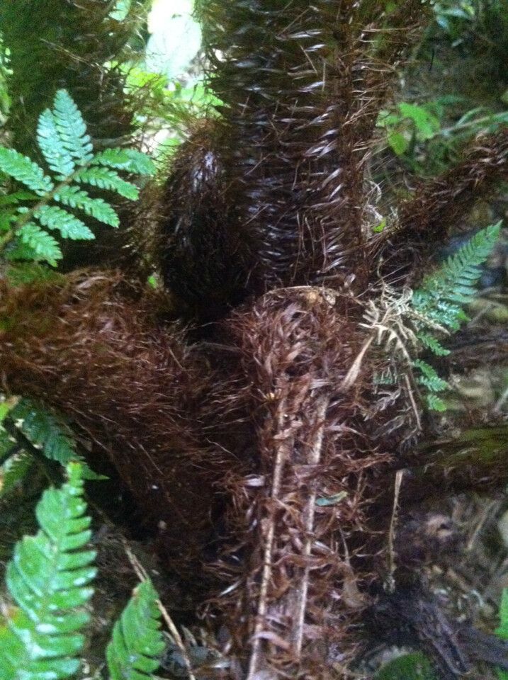 Alsophila hyacinthei bark