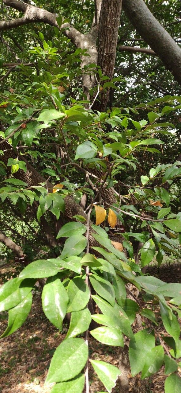 Sideroxylon lycioides habit