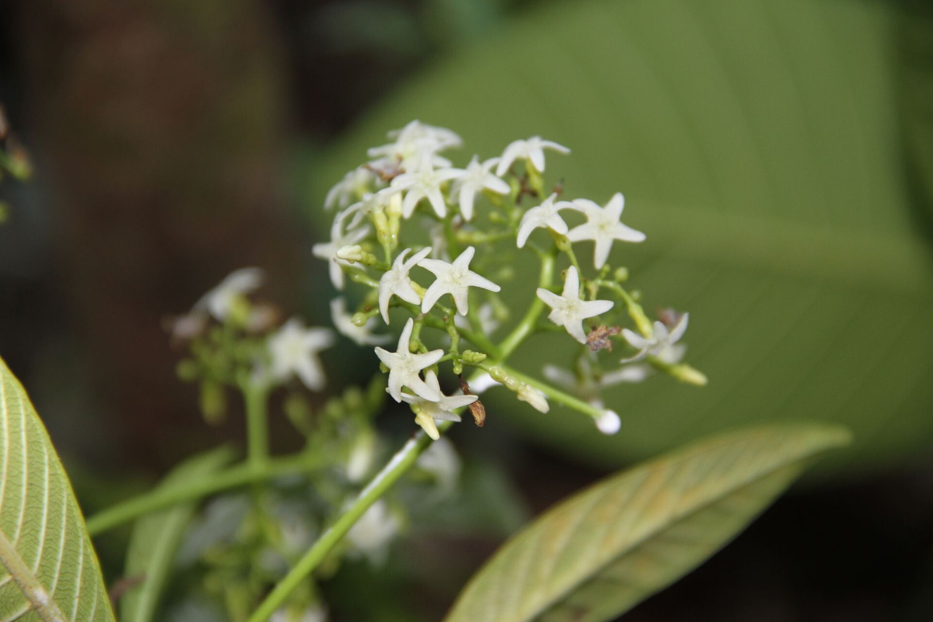 Alstonia costata flower