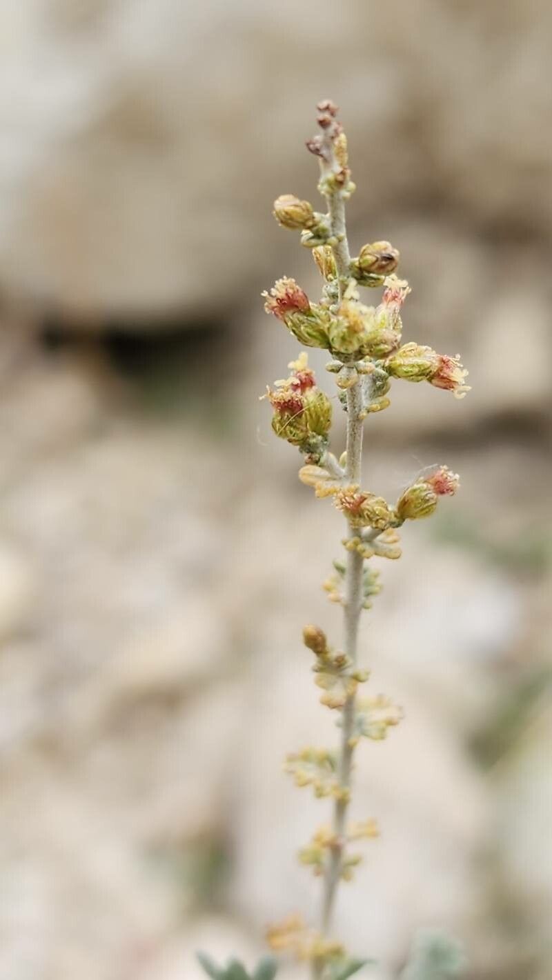 Artemisia sieberi flower