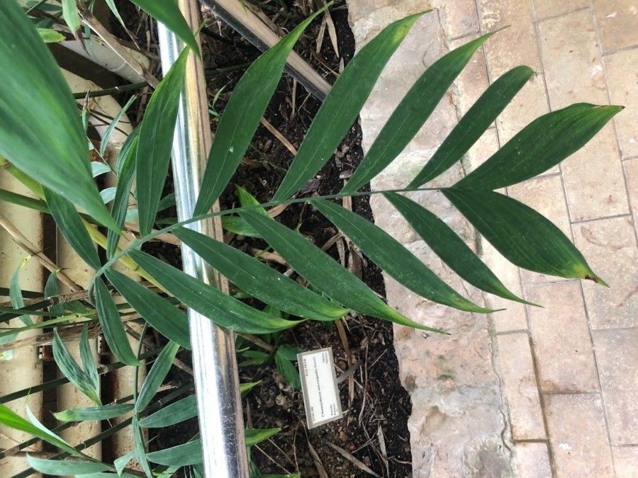 Chamaedorea microspadix — search result for 'Chamaedorea'