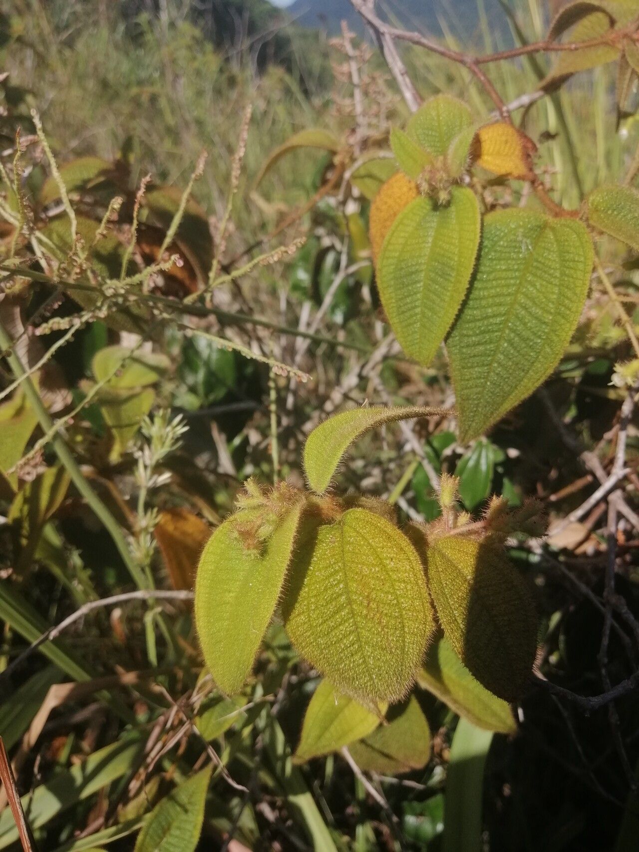 Miconia longicoma — houseplant care guide