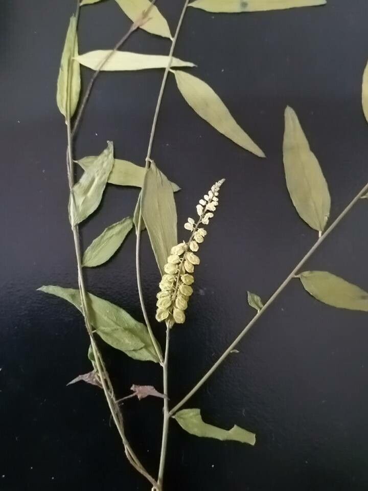 Polygala lancifolia flower