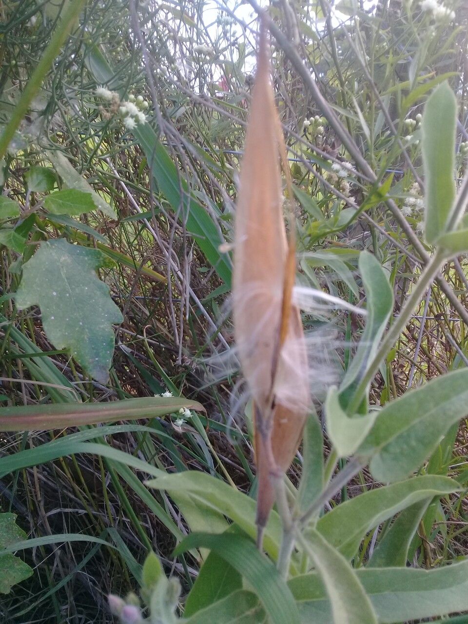Oxypetalum solanoides fruit