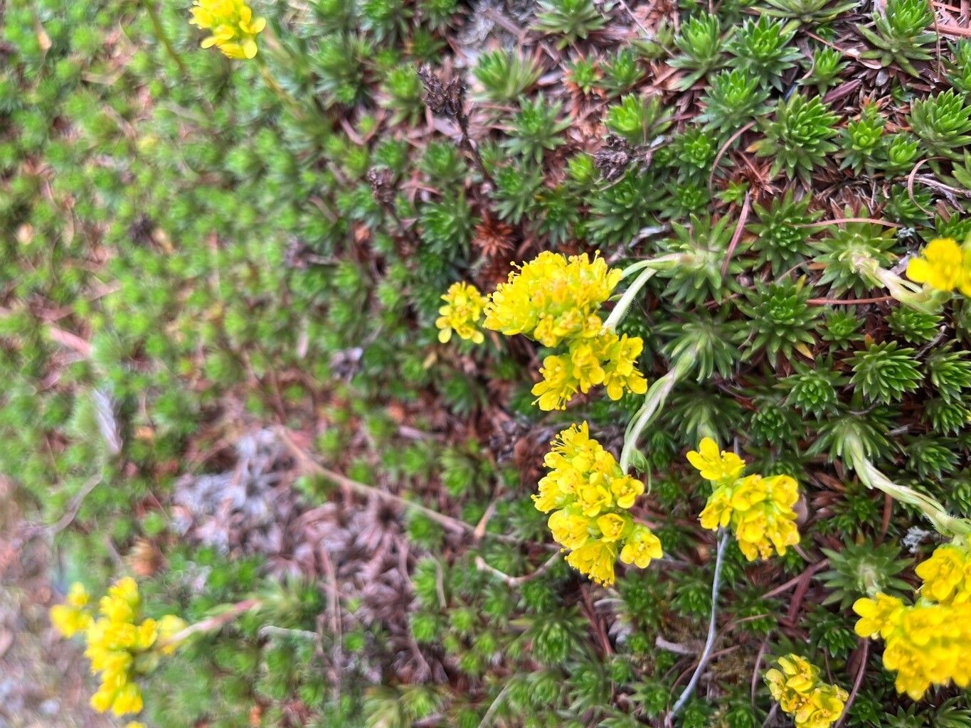 Saxifraga juniperifolia flower