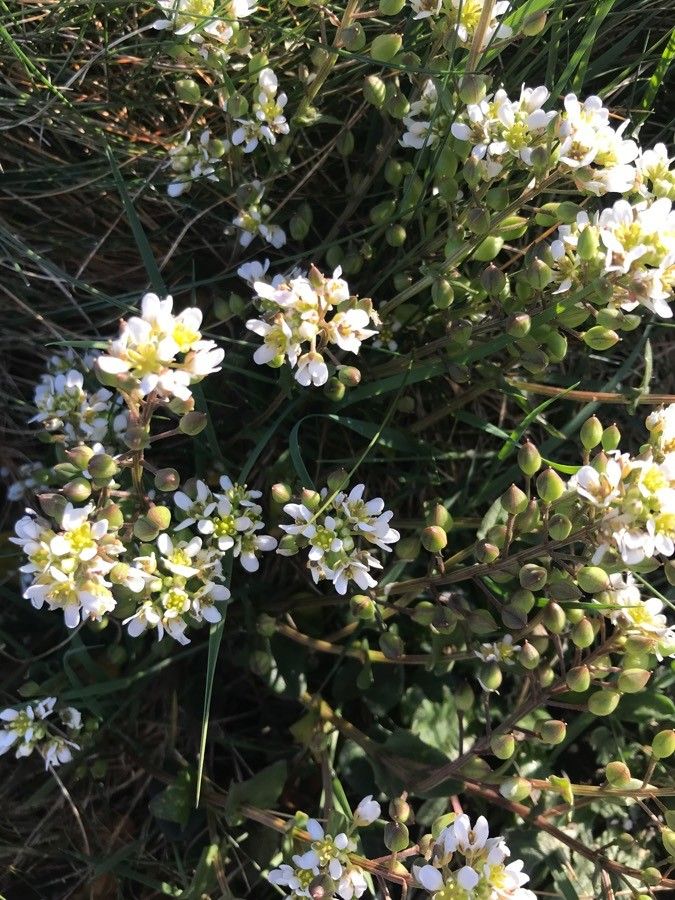 Cochlearia anglica flower