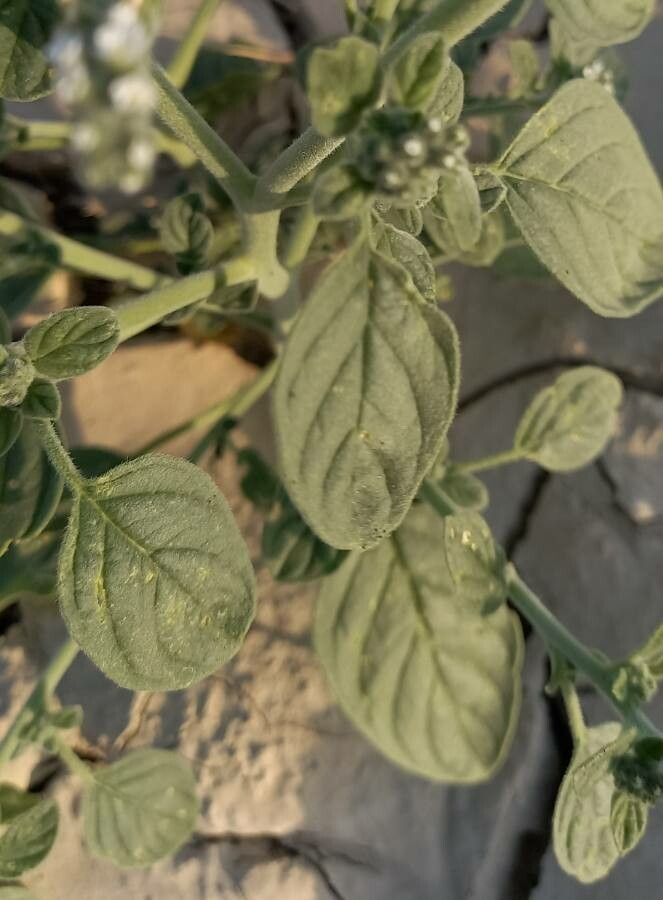 Heliotropium dolosum leaf