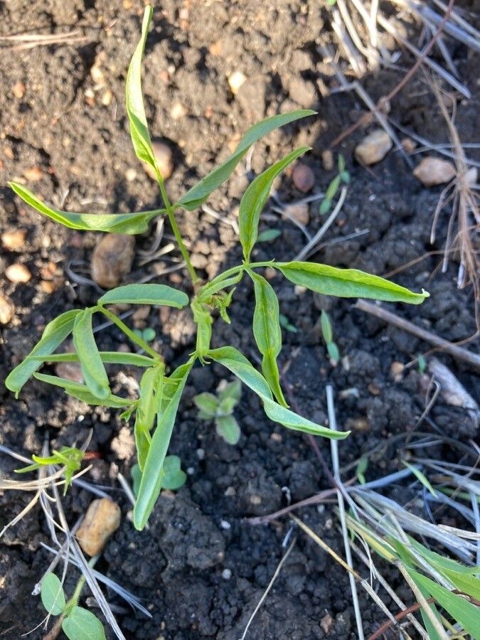 Vigna lanceolata leaf