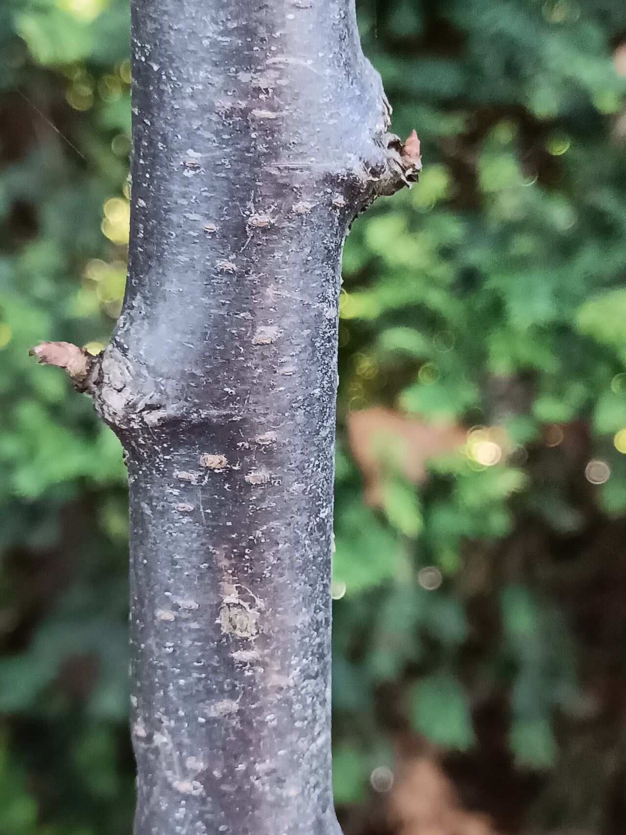 Prunus himalayana bark