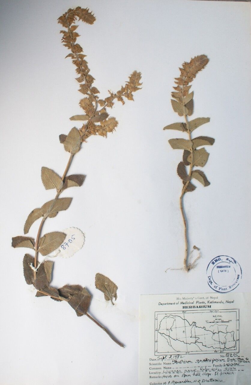 Teucrium quadrifarium other