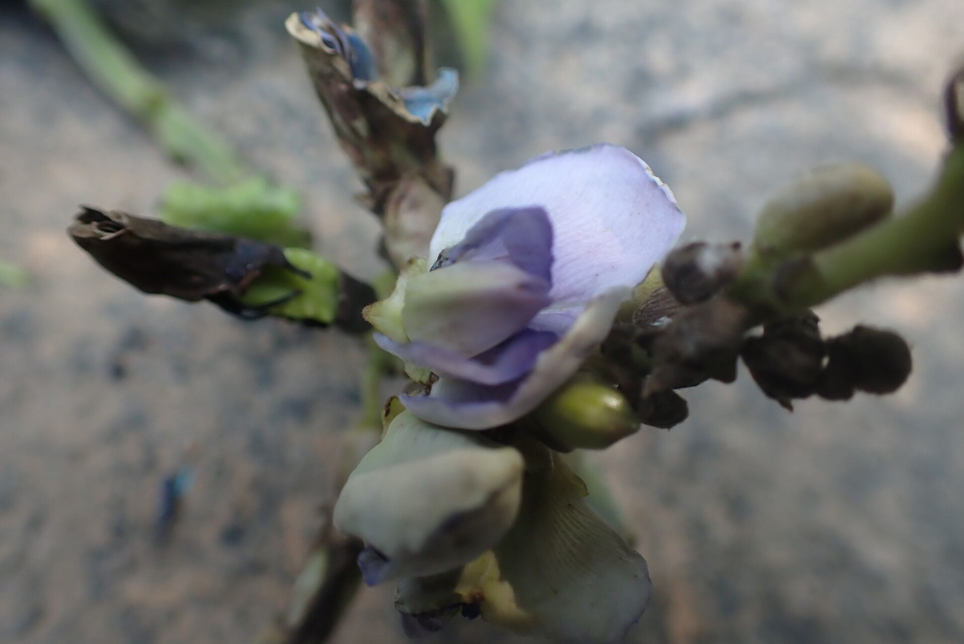 Psophocarpus scandens flower