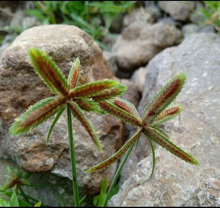 Cyperus rubicundus — houseplant care guide