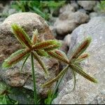 Cyperus rubicundus