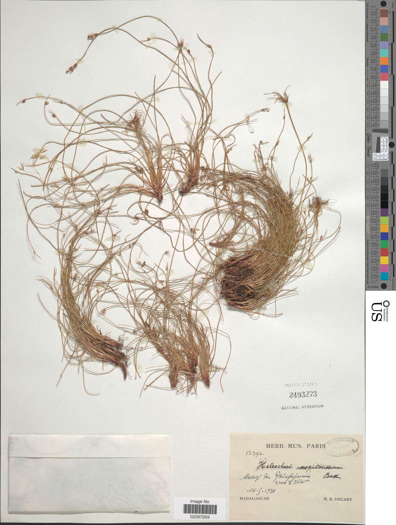 Isolepis humbertii — related species from the same genus