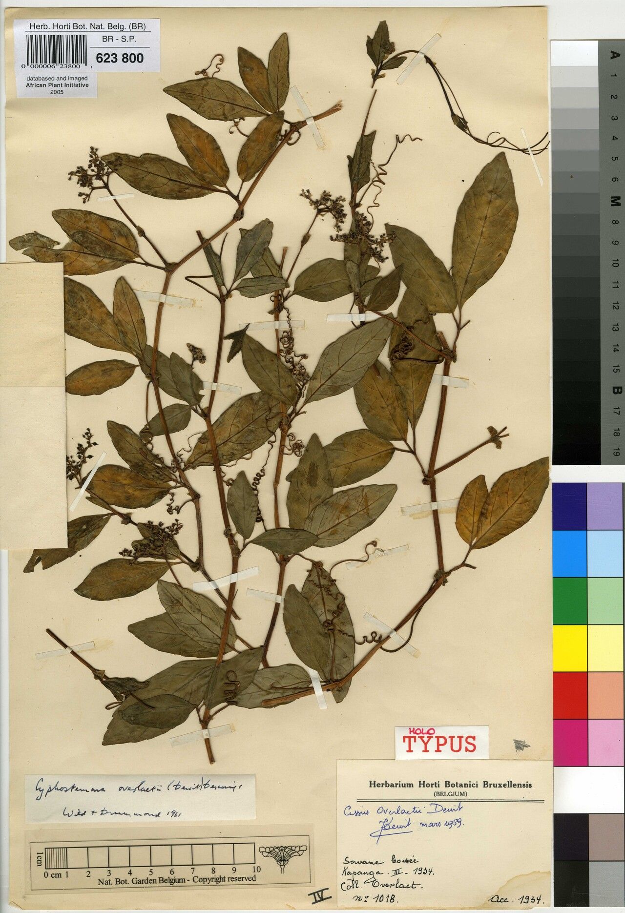 Cyphostemma overlaetii — houseplant care guide