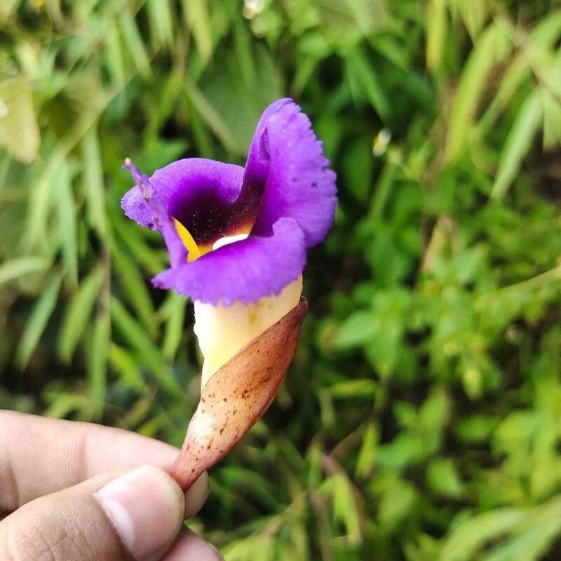 Aeginetia indica — search result for 'Zingiberaceae'