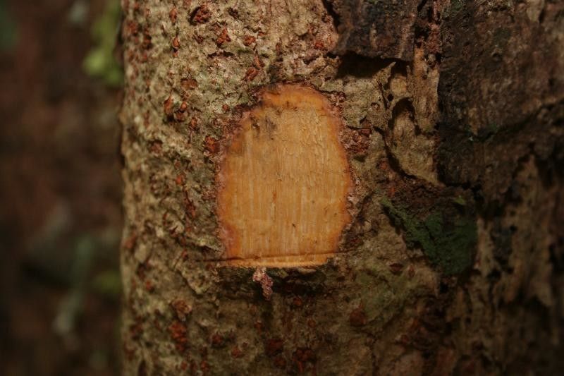 Inga fanchoniana other