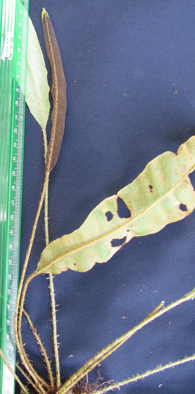 Elaphoglossum brenesii — houseplant care guide