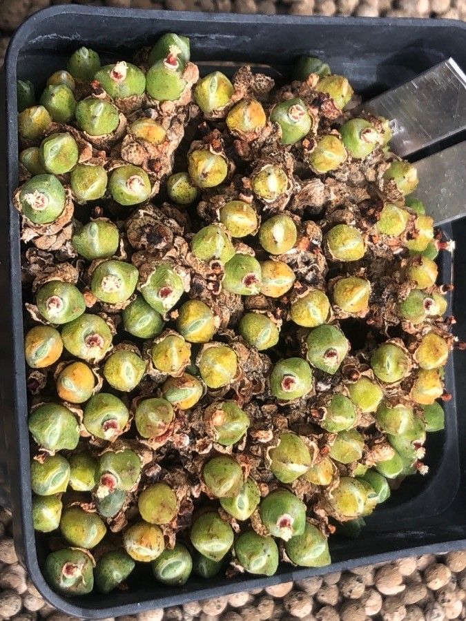 Conophytum quaesitum — houseplant care guide