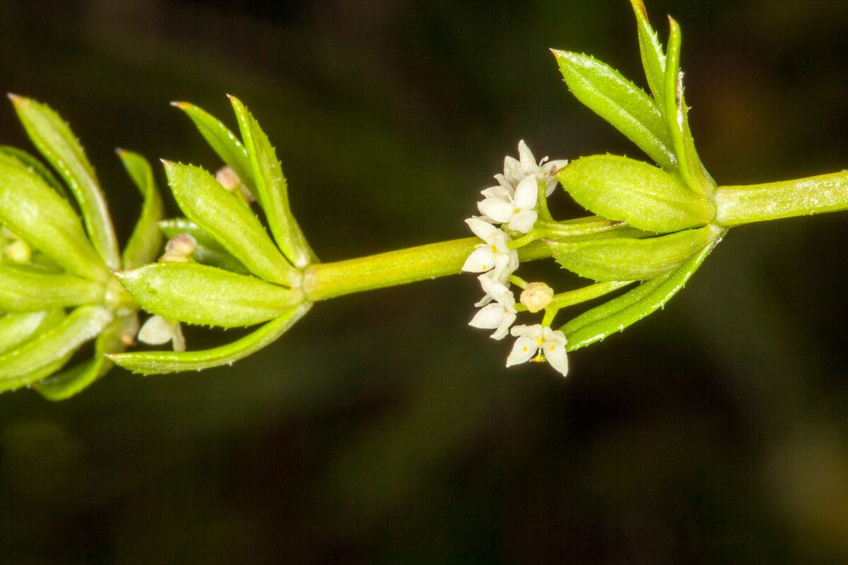 Galium uliginosum flower