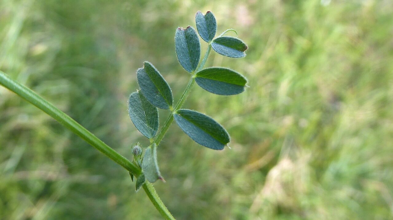 Vicia pyrenaica — search result for 'Vicia'