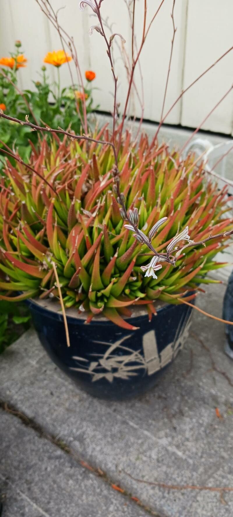 Haworthiopsis longiana flower