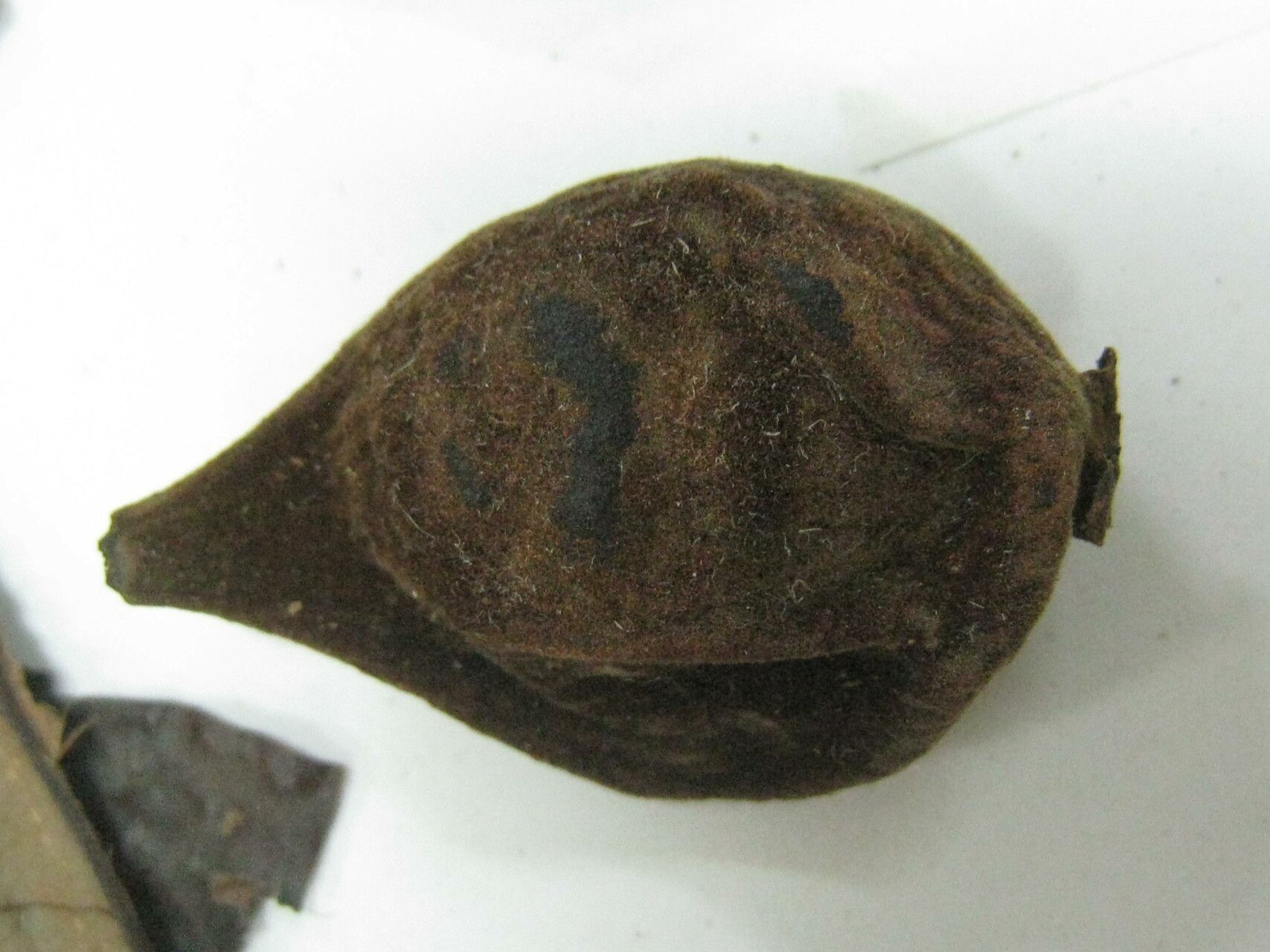 Eugenia galbaoensis other